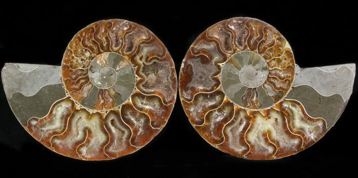 Polished Ammonite Pair - Agatized #41179